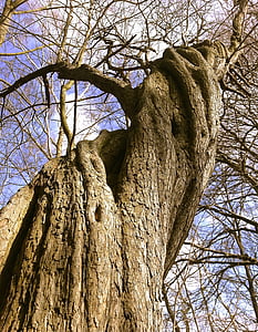 bare tree closeup photography thumbnail