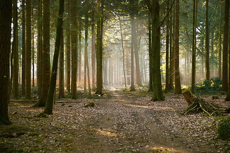 green trees on the forest photography thumbnail