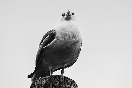 white bird thumbnail