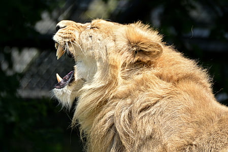 shallow focus photography of howling lion thumbnail