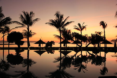 silhouette of palm trees near body of water thumbnail