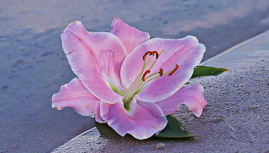 pink lily flowers on sand near water thumbnail