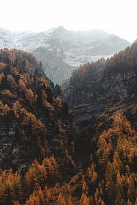maple leaf trees field on mountain under gray sky thumbnail