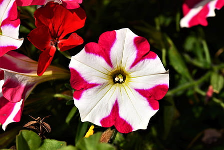 white and red flower thumbnail