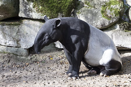gray and black 4-legged animal near rock formation thumbnail