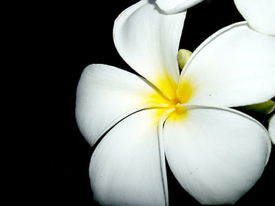 white and yellow petaled flower thumbnail