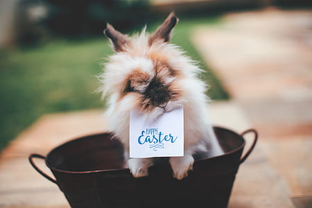Hare on Basket With Happy Easter Card on Mouth thumbnail