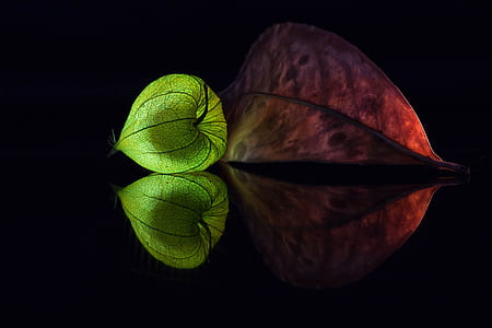 brown leaf thumbnail