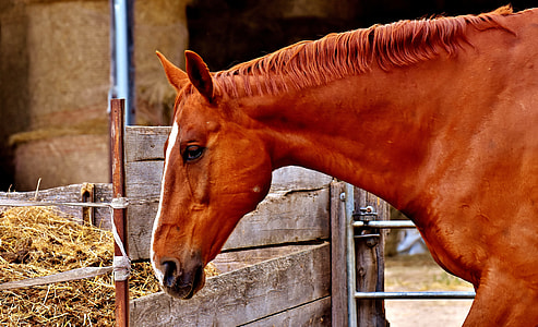 brown horse thumbnail