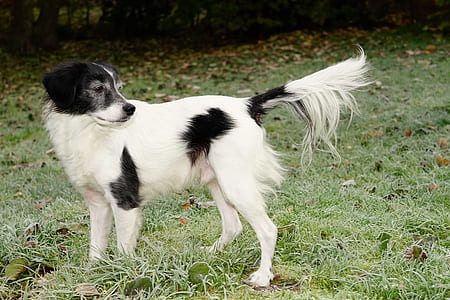 medium short-coated white and black dog standing on green grass thumbnail