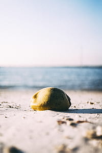 green coconut fruit on soil thumbnail
