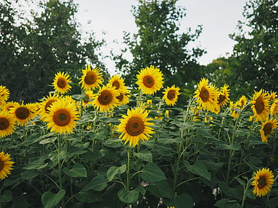 sunflower field near trees thumbnail