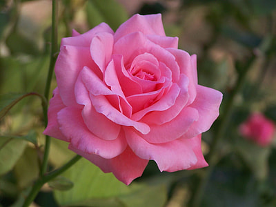 pink rose blooming at daytime thumbnail