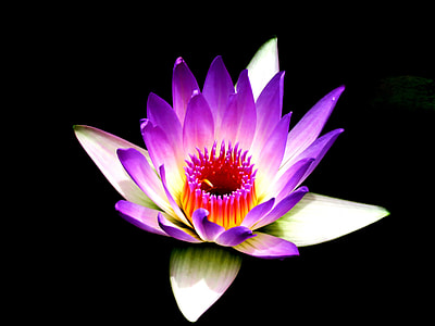 closeup photography of purple lotus flower thumbnail