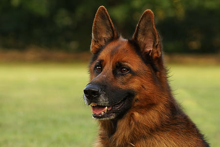 tan and black short coated puppy thumbnail