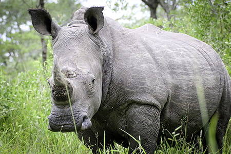 black rhinoceros on green grass field at daytime thumbnail
