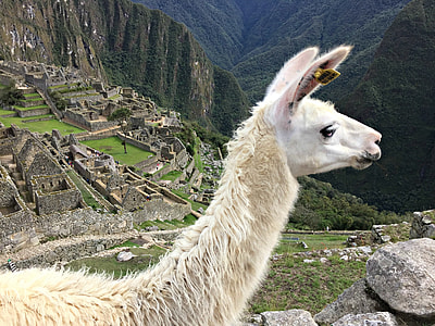 beige llama near brown concrete buildings thumbnail