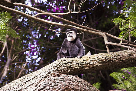 Black and Brown Monkey on Top of Tree thumbnail