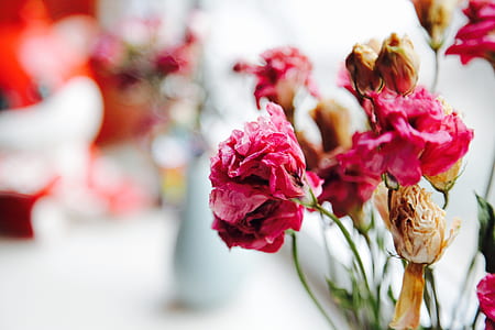 shallow focus photography of red flower thumbnail