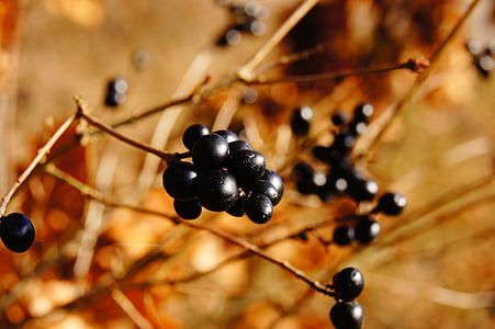 selective focus photograph ofround black fruit thumbnail