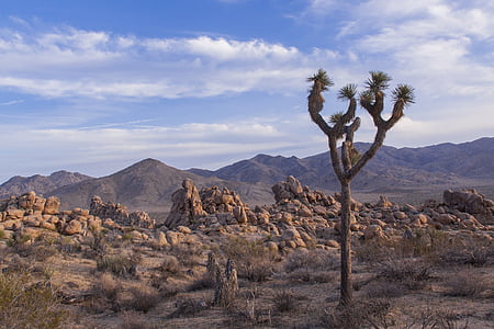 brown cactus during daytime thumbnail