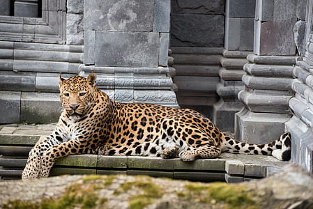 leopard lying on ground thumbnail