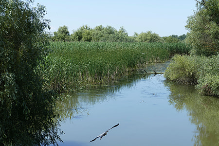 green grass near body of water thumbnail