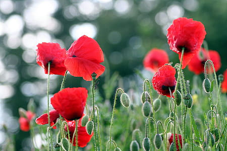 shallow focus photography of flowers thumbnail