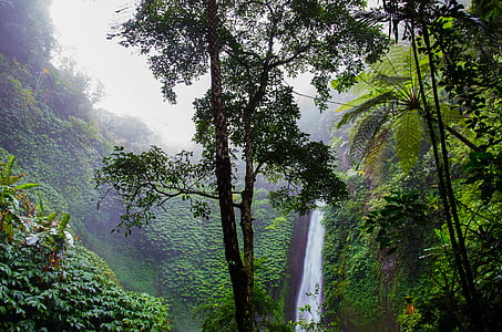 waterfalls and forest photo thumbnail