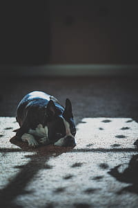adult black and white Boston terrier lying on floor thumbnail