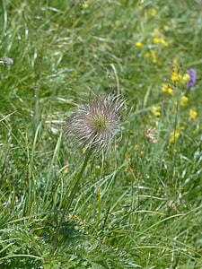Alpine Pasqueflower thumbnail