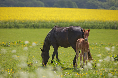black and brown horses on grass field thumbnail