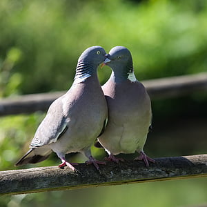 two gray pigeons during daytime thumbnail
