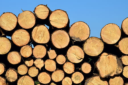pile of tree log lot thumbnail