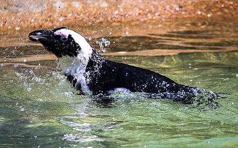 selective focus photo of magellanic penguin on clear body of water thumbnail