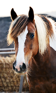 close-up photo of brown and white horse thumbnail