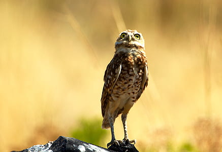 brown owl on stone thumbnail