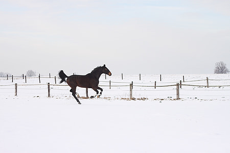 running horse on fence during daytime thumbnail
