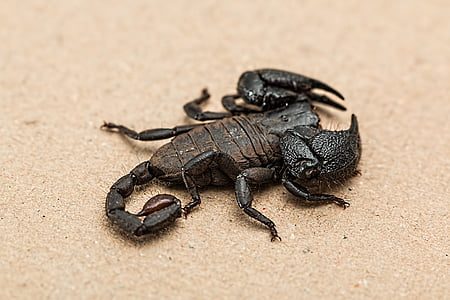 black scorpion photography thumbnail