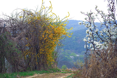 pathway between yellow and white petaled flowering plants thumbnail