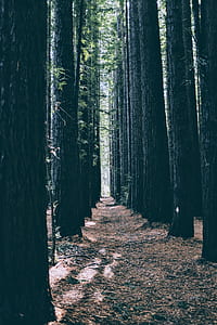 photo of trees during day time thumbnail