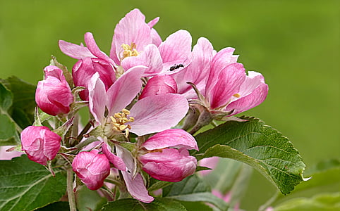 green plant with kpin flowers thumbnail