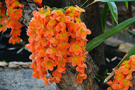 orange orchids thumbnail