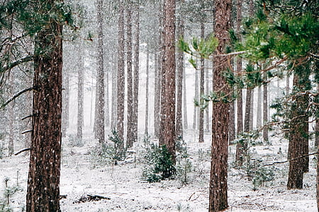 brown trees thumbnail