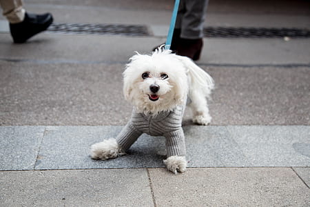 adult white Maltese standing on floor thumbnail