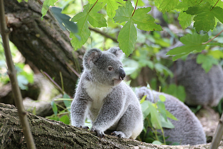 gray koala on tree thumbnail