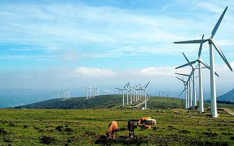 group of cows near windmill thumbnail
