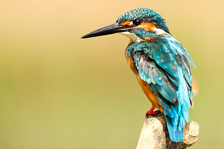 closeup photography of teal and white bird perch on tree thumbnail