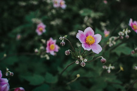 pink flowers thumbnail