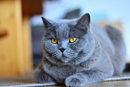 Russian Blue cat thumbnail